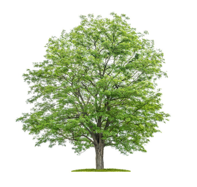 نهال اقاقیا